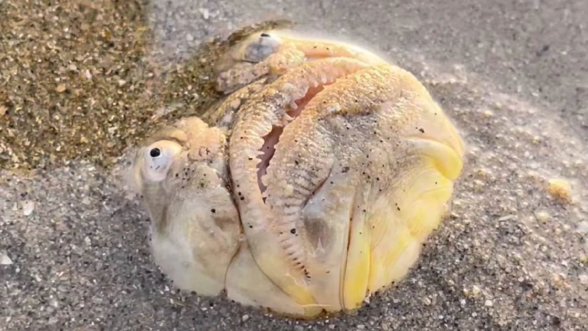 Estos peculiares peces se entierran en la arena con solo la cabeza expuesta
