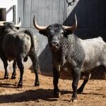 Estos son los esperados toros de Victorino Martín para la Corrida de la Prensa con la presencia del Rey