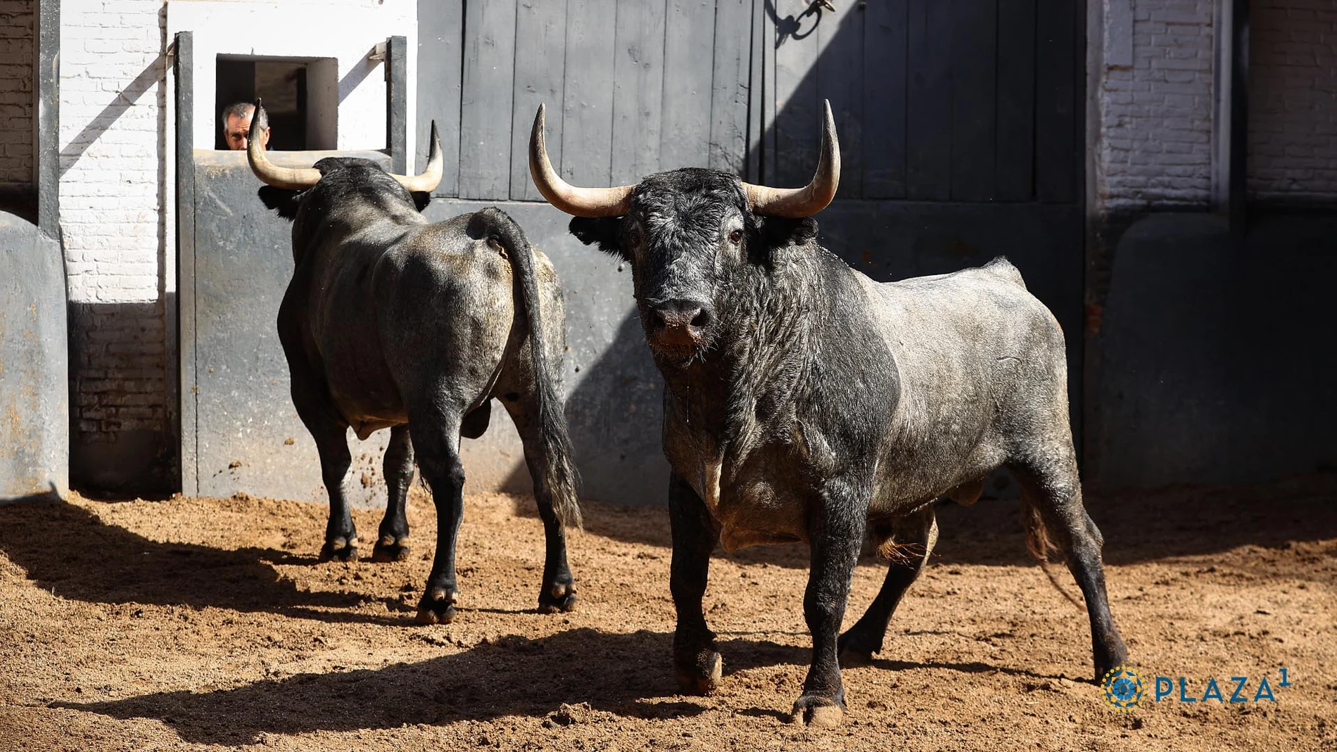 Estos son los esperados toros de Victorino Martín para la Corrida de la Prensa con la presencia del Rey