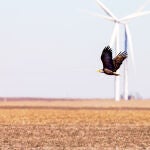 Uno de los retos de la energía eólica es la protección de la biodiversidad