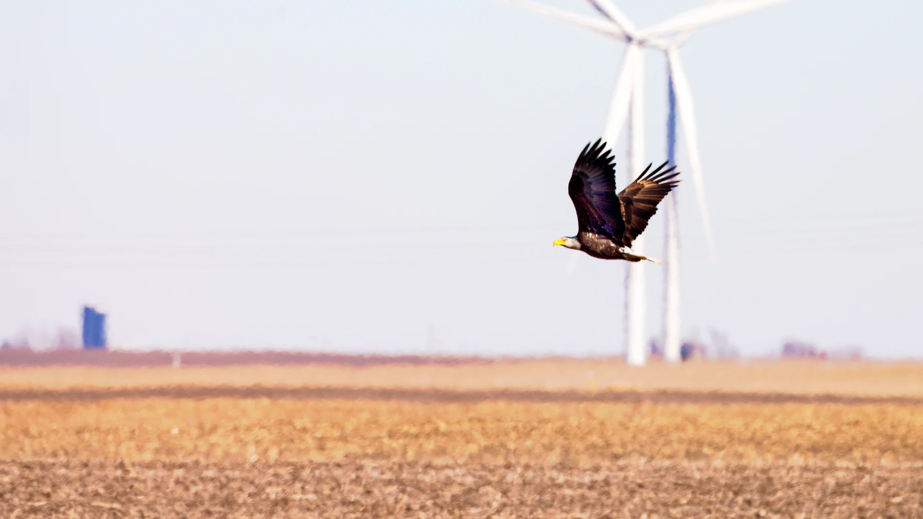 Uno de los retos de la energía eólica es la protección de la biodiversidad