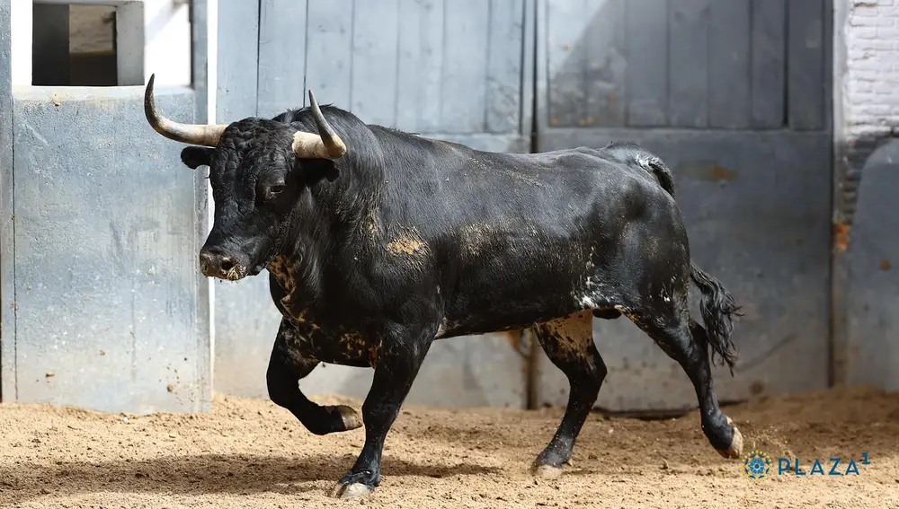4º, "Bisonte", nº 100