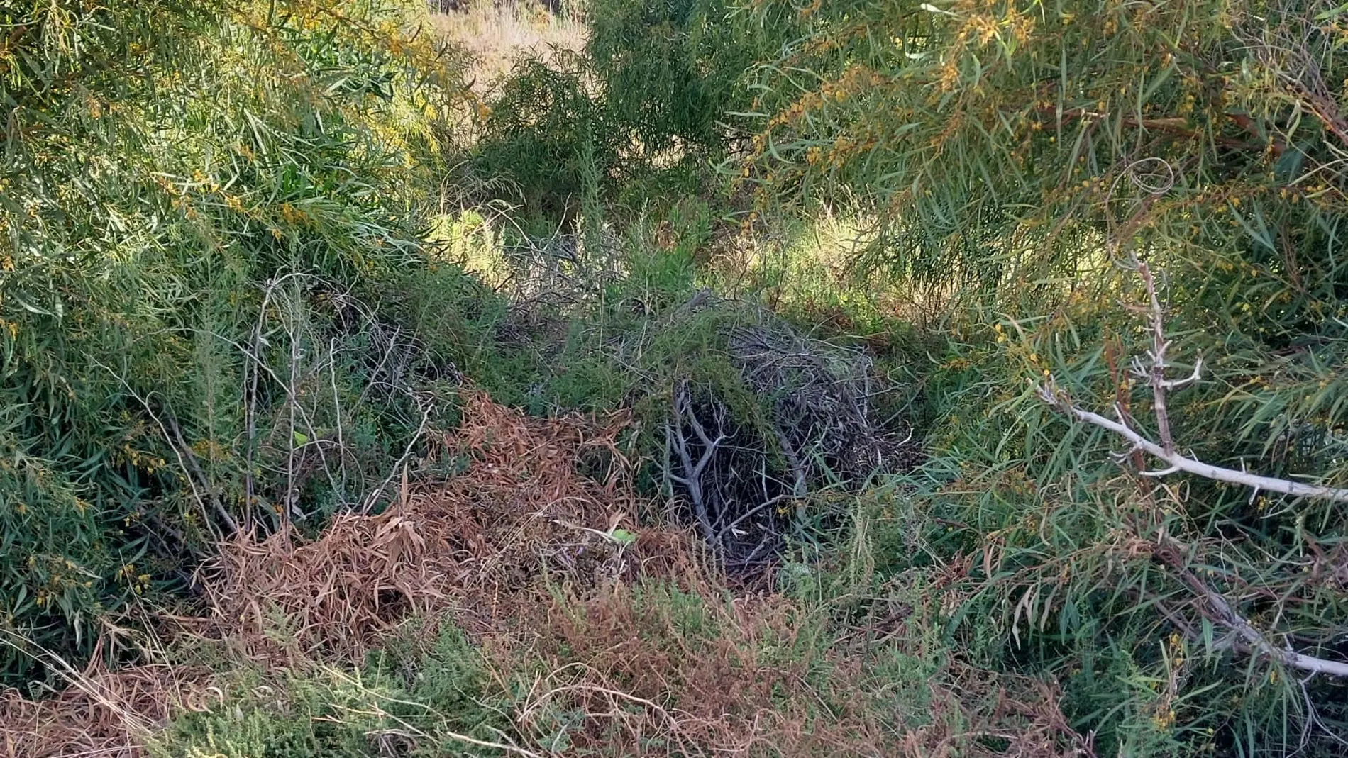 Campos abandonados llenos de maleza son combustible en caso de incendio