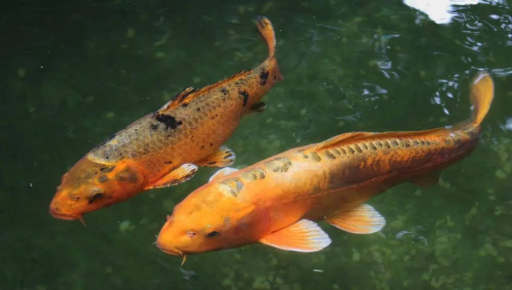 Peces Koi