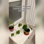 El ingenioso método de una enfermera para regar las plantas durante las vacaciones
