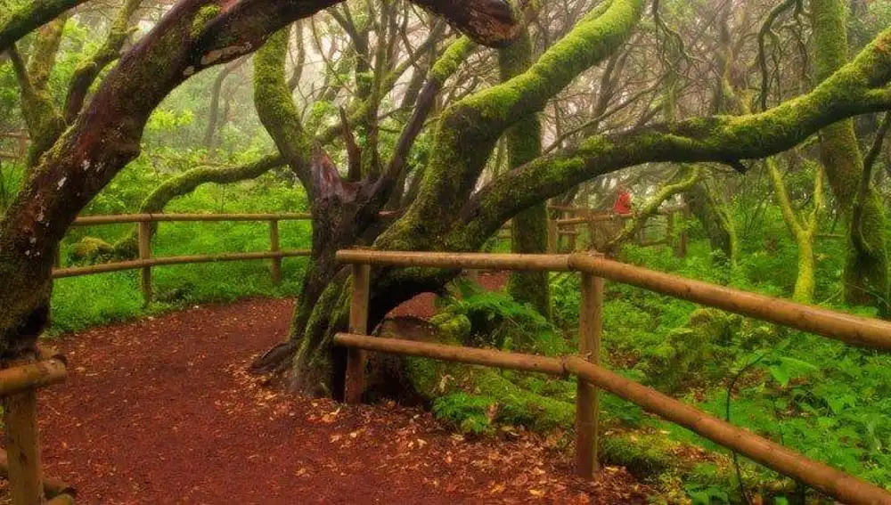 Parque Nacional Garajonay