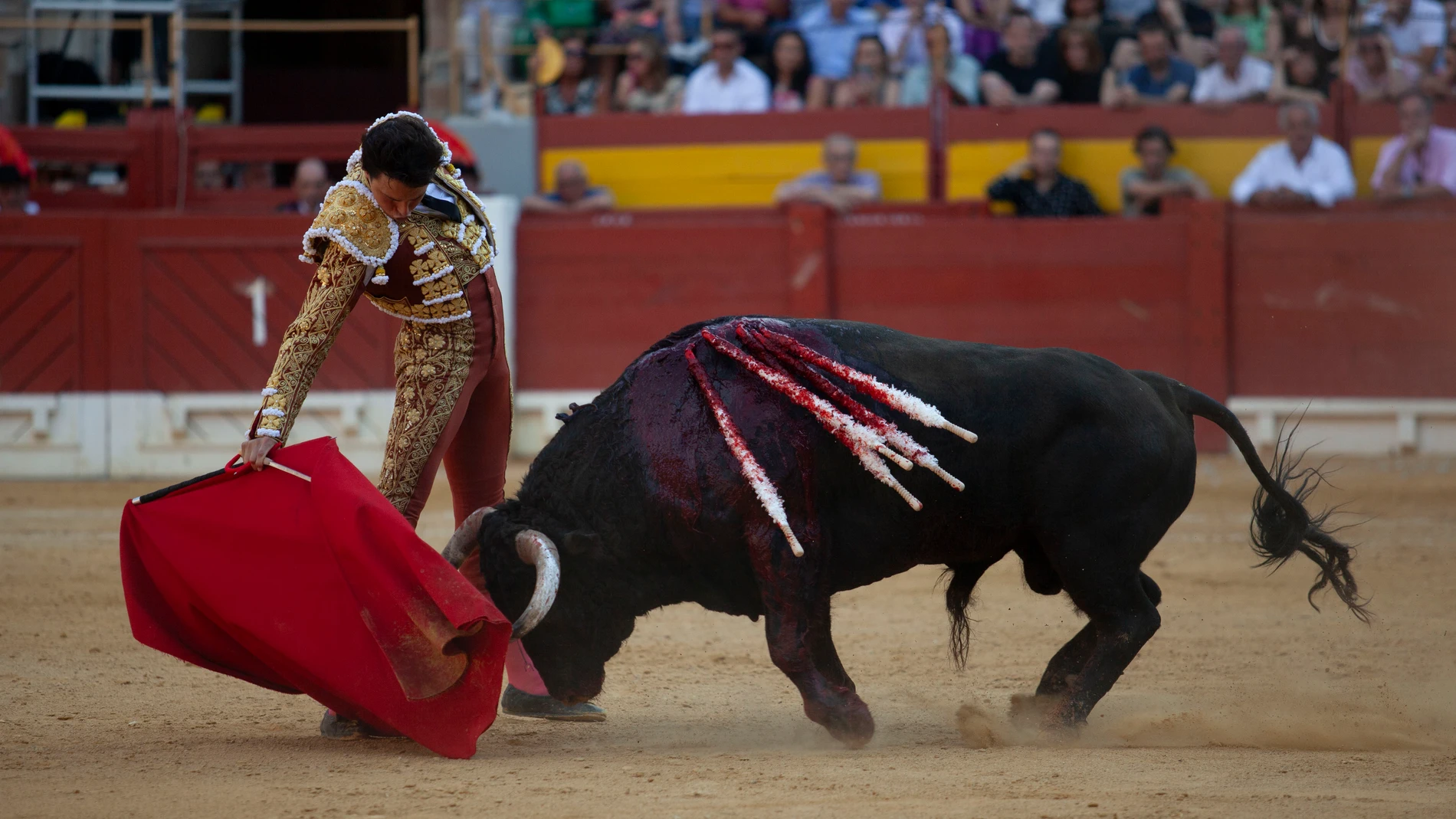 ALICANTE(COMUNIDAD VALENCIANA), 22/06/2024.- El diestro peruano Andrés Roca Rey lidia un toro este sábado, durante la corrida de Les Fogueres de Sant Joan, en la plaza de toros de Alicante. EFE/ José Pedro Martínez