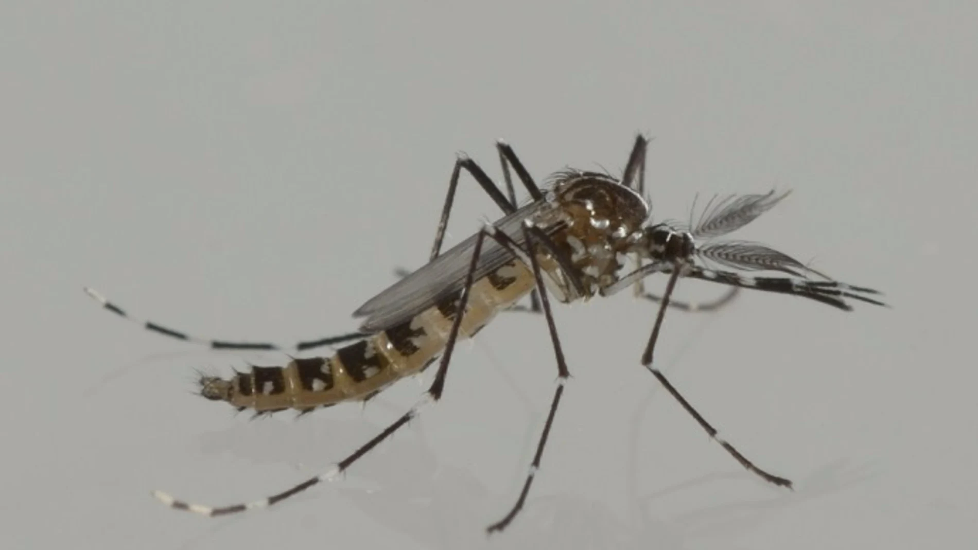 El dengue aumenta en la Comunidad: 76 casos en lo que va de año, el doble respecto a 2023