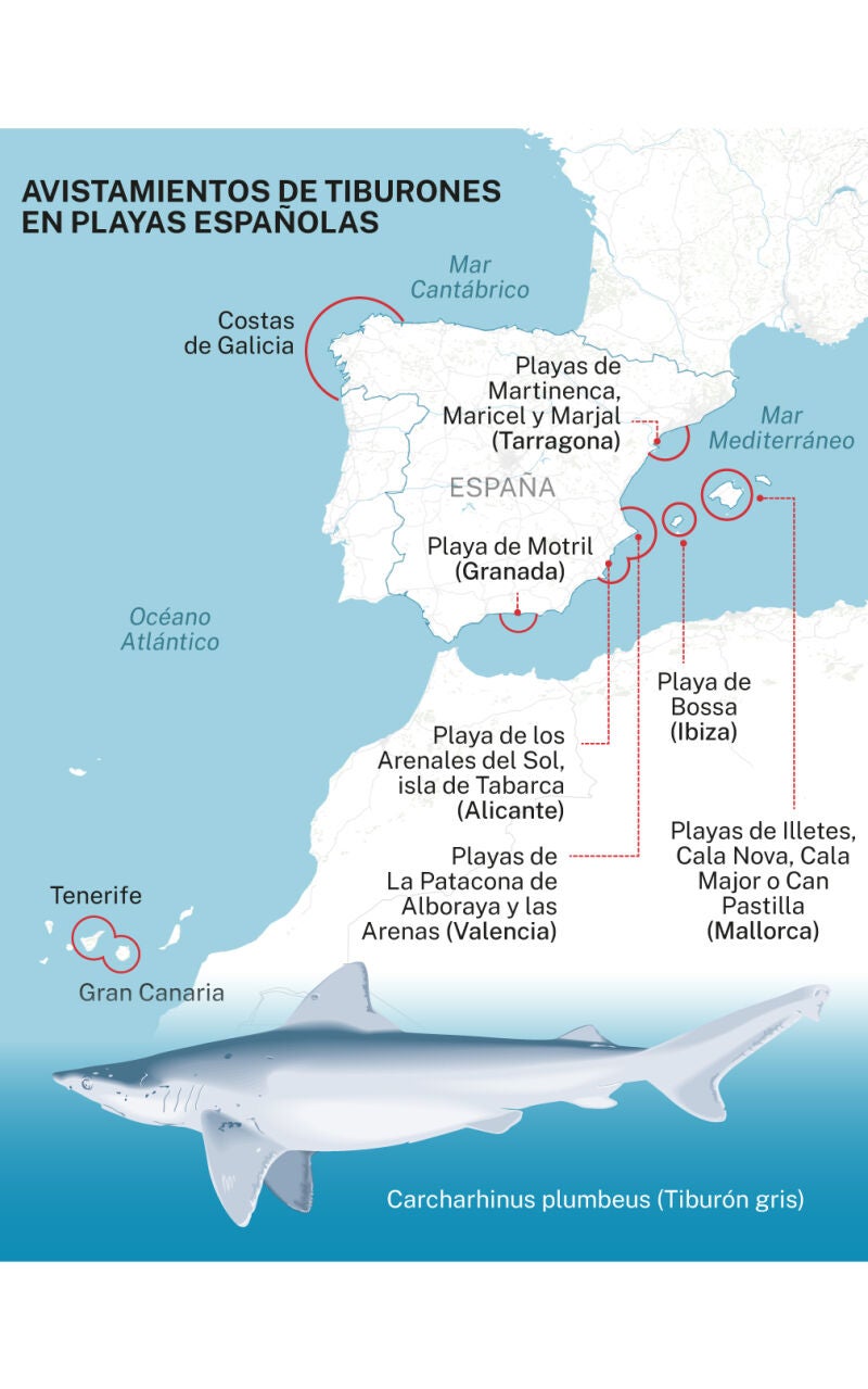 Tiburones en las costas españolas