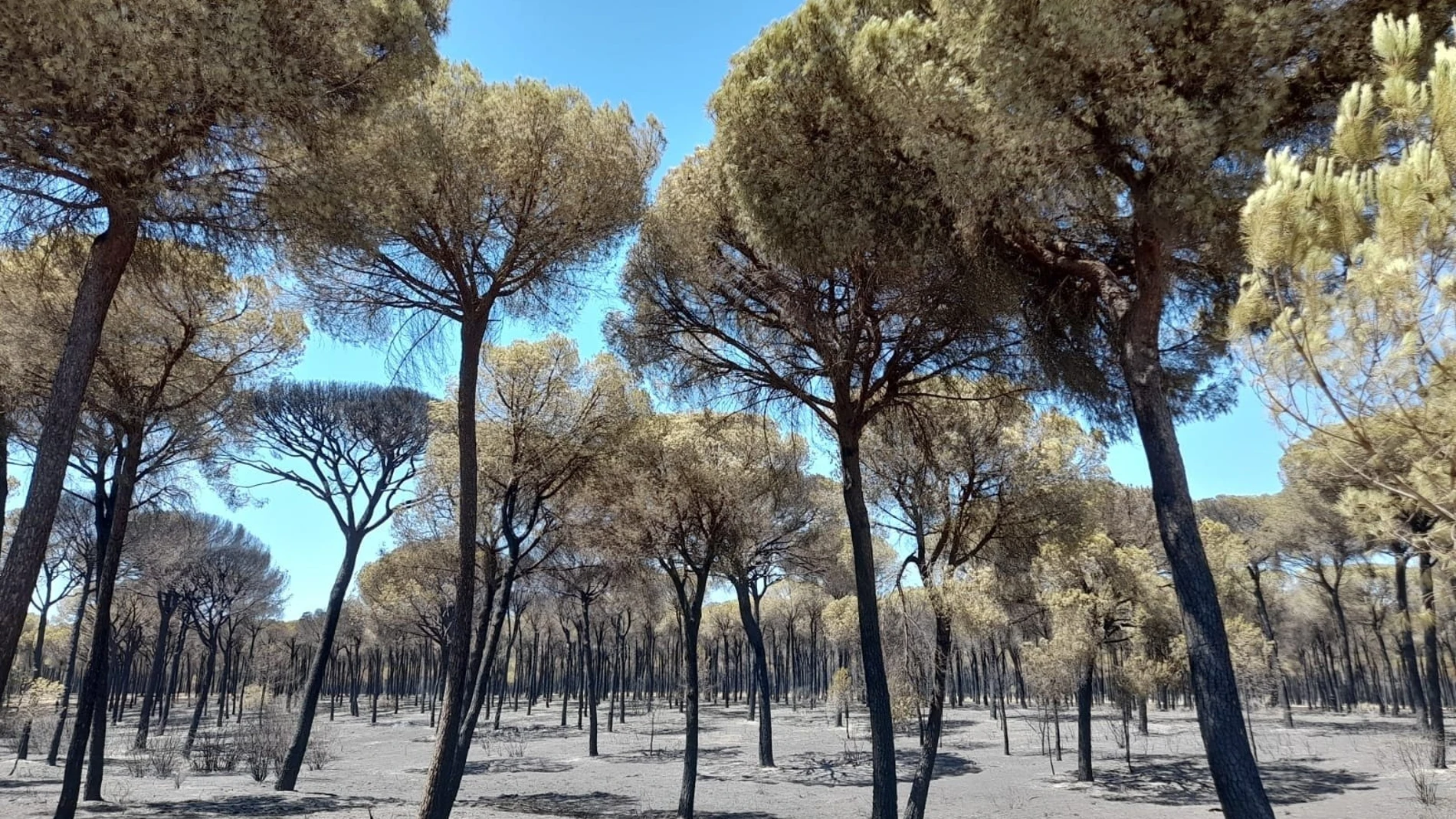 Unas 10.000 hectáreas calcinadas es el nefasto balance del incendio ocurrido en Doñana en 2017