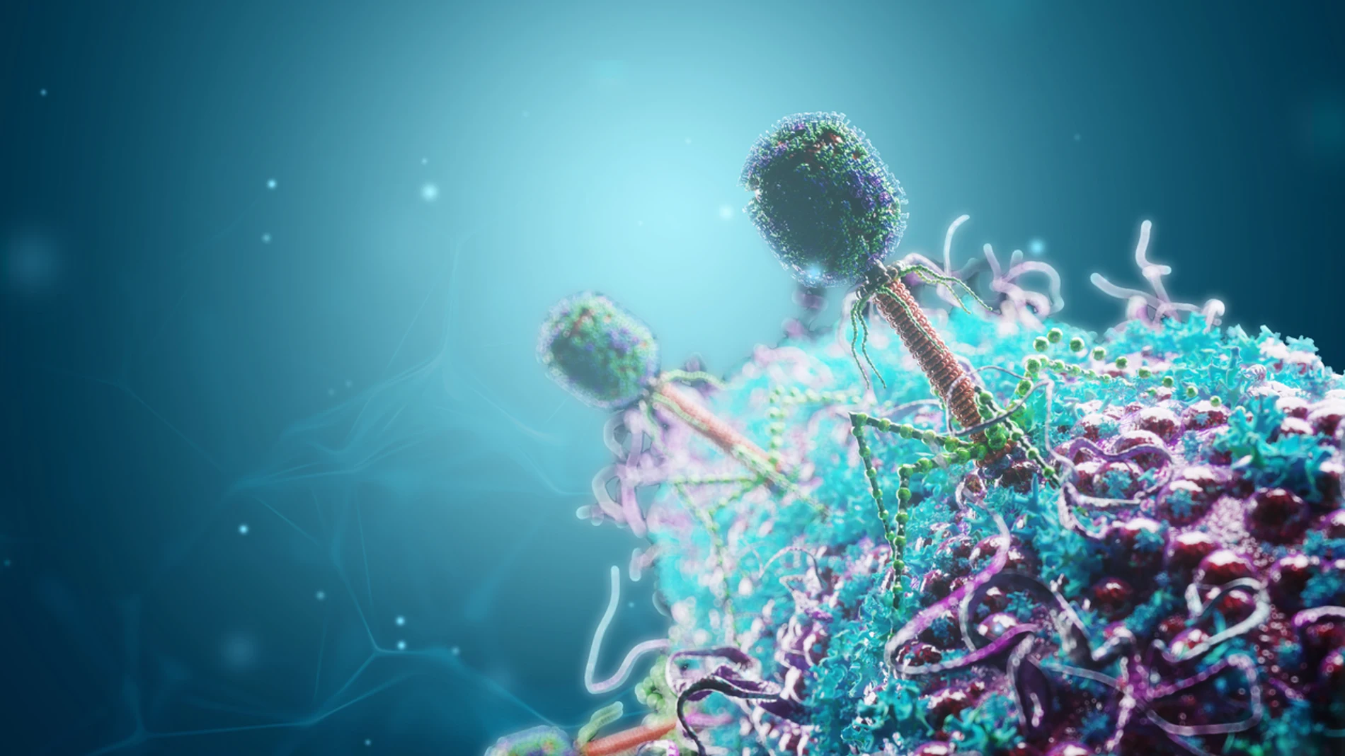 Los primeros “fagos” españoles eficaces para bacterias multirresistentes