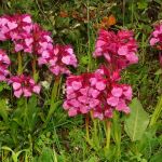 Esta provincia alberga el 45% de las orquideas catalogadas en España