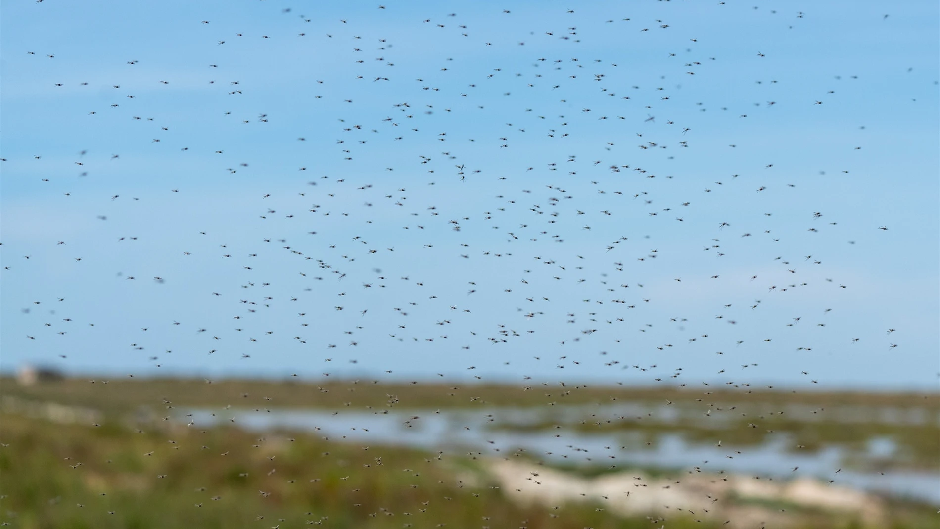 Preocupación en Huelva por la proliferación de mosquitos