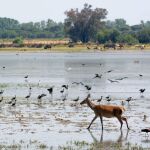 La marisma de Doñana ha acogido este año su peor invernada