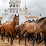Las tropas de yeguas y potros a su paso por la aldea almonteña de El Rocío en su camino hasta llegar al pueblo de Almonte (Huelva)