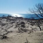 Zona afectada por el incendio originado en el entorno de Doñana en 2017