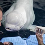 Plombir, una de las belugas del Oceanogràfic durante una sesión veterinaria