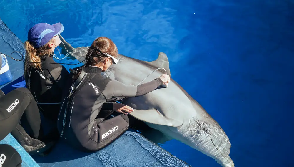 Durante una sesión a uno de los delfines del Oceanogràfic de Valencia