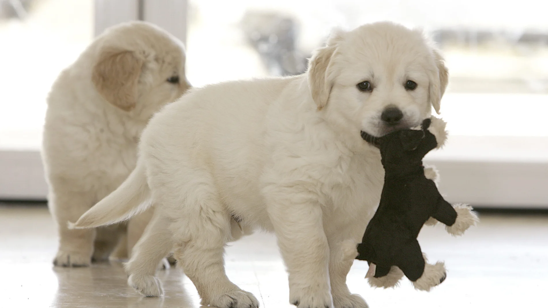 Dos cachorros golden retriever