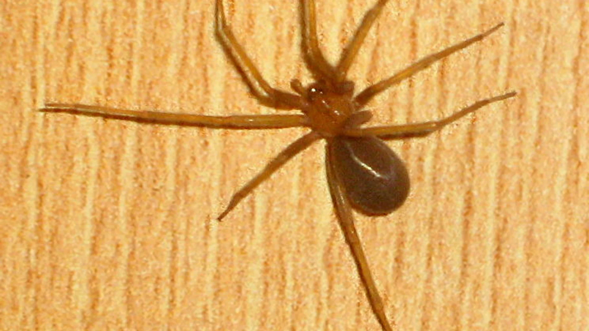 Araña violinista