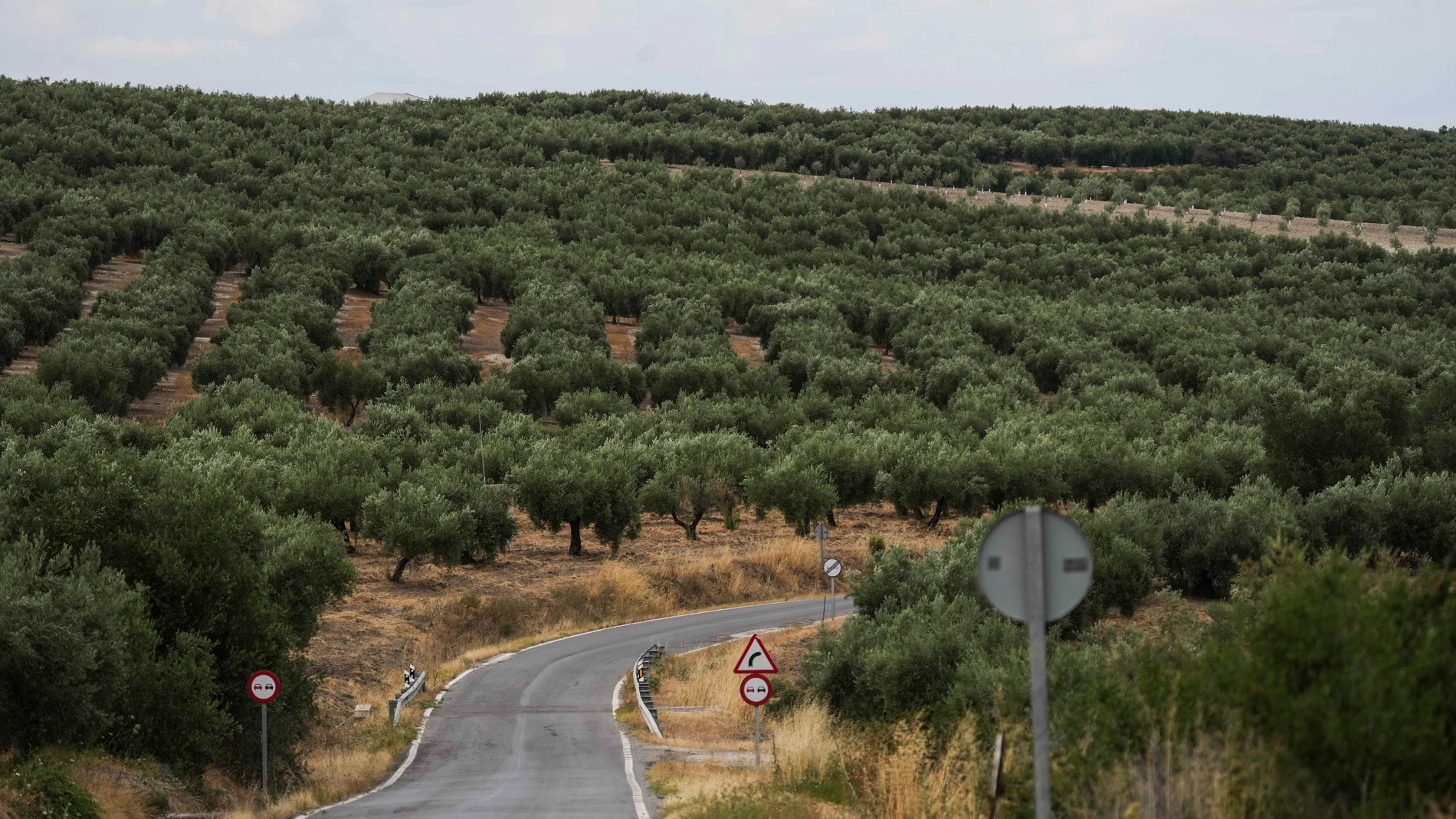 CASTRO DEL RÍO (CÓRDOBA), 29/06/2024.- Dos personas han fallecido este sábado en un accidente de una aeronave que ha colisionado contra el suelo en una zona rodeada de olivar junto a la carretera A-3129 en el término municipal de Castro del Río, en Córdoba. En la imagen, una finca de olivos cerca de la A-3129 donde ha tenido lugar el accidente . EFE / Rafa Alcaide