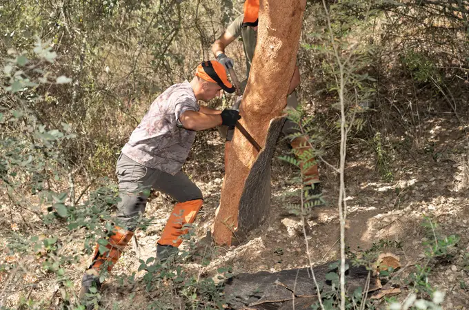 Una campaña más de descorche marcada por la lagarta peluda Una campaña más de descorche marcada por la lagarta peluda