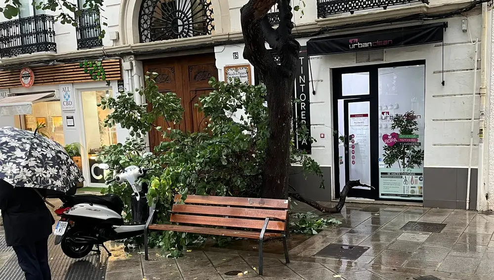 Ramas caídas en un árbol en la calle Cirilo Amorós de Valencia