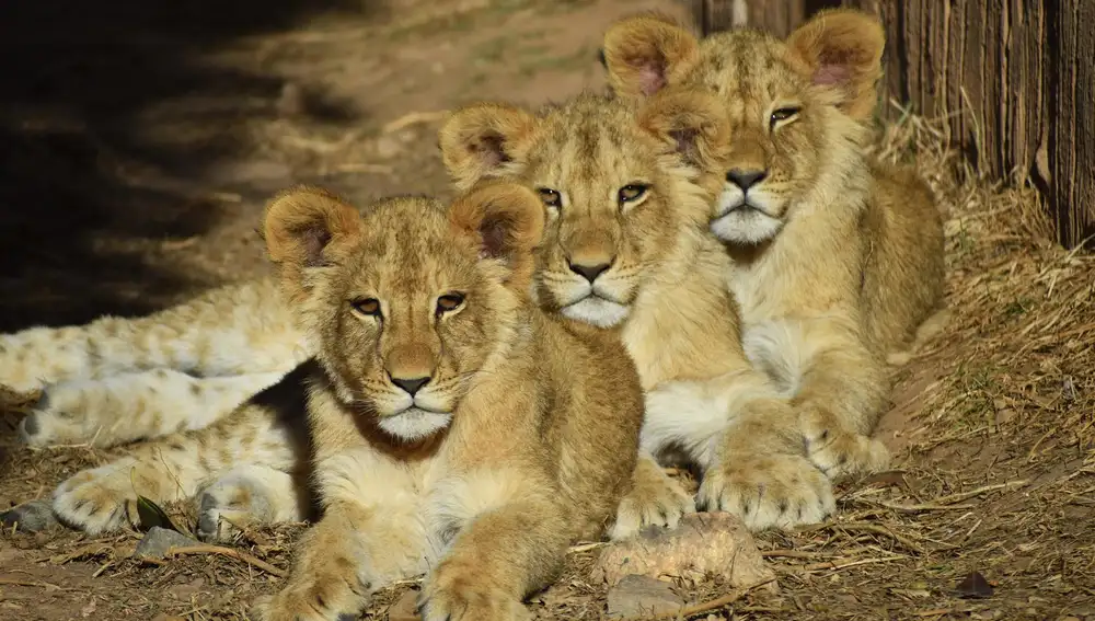 Terra Natura Murcia celebra el primer año de los leones Makhulu, Silbán e Irati
