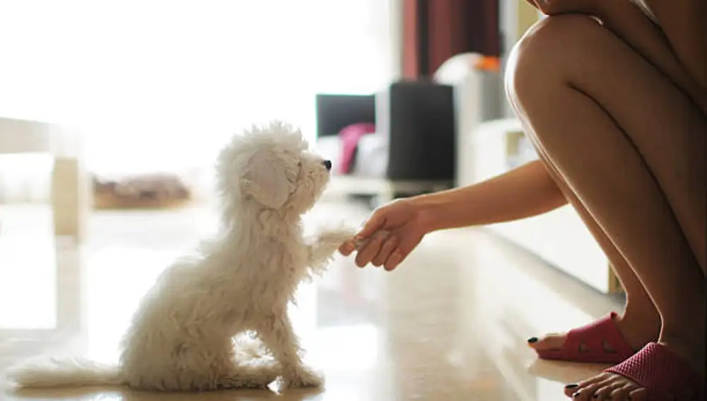Adiestramiento de un perro