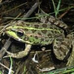 Ejemplar adulto de rana común, Pelophylax perezi