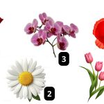 Test visual: elige una flor y descubre algo nuevo de tu personalidad