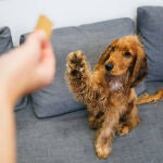 Adiestramiento de un perro cachorro