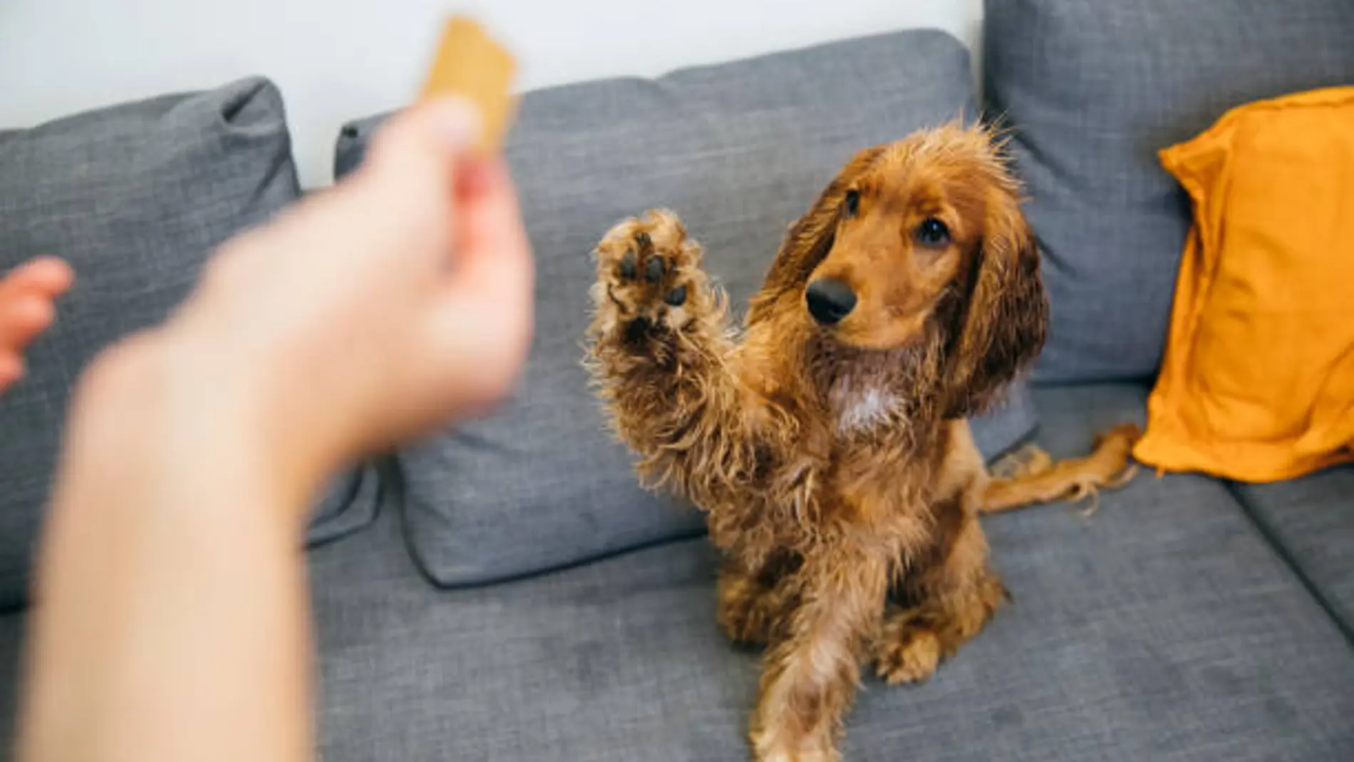 Adiestramiento de un perro cachorro