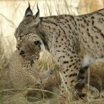Un ejemplar de lince ibérico