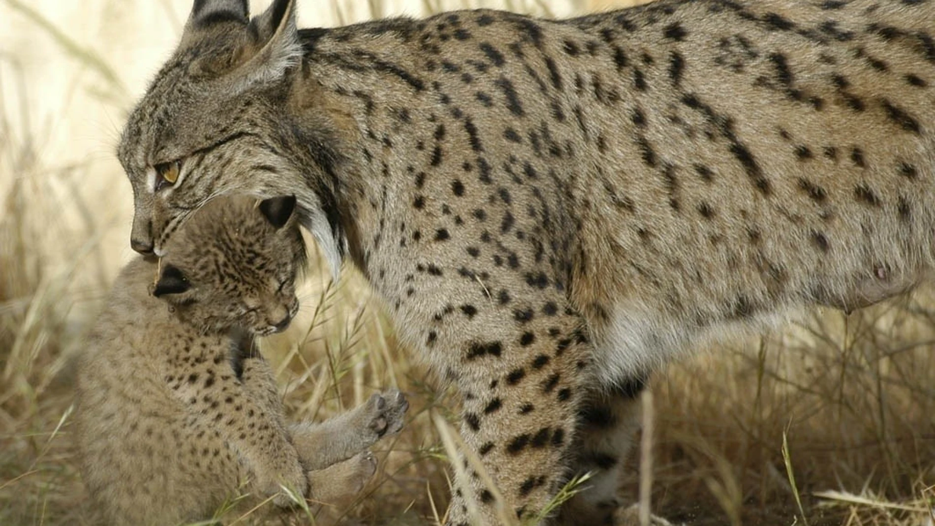Un ejemplar de lince ibérico