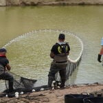 Los técnicos han comenzado a sacar peces de los embalses