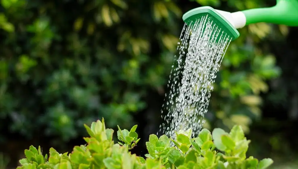 ¿Cuál es la mejor hora para regar las plantas en verano?: Esta es el momento perfecto
