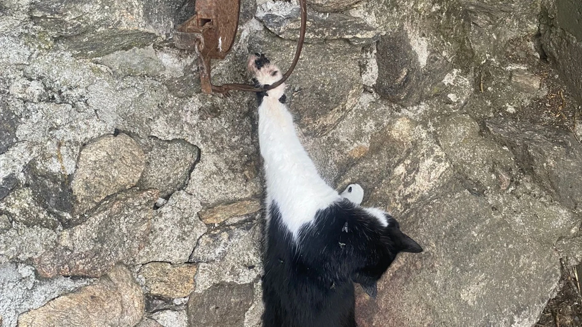 Un gato junto al cepo