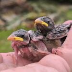 Dos de las crías caídas tras la destrucción de los nidos. ECOLOGISTAS EN ACCIÓN
