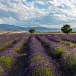 Los campos de lavanda se llenan de flores en verano