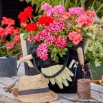 Experto revela tres claves para que los geranios estén siempre en flor: “Así lo hago yo y nunca fallo"