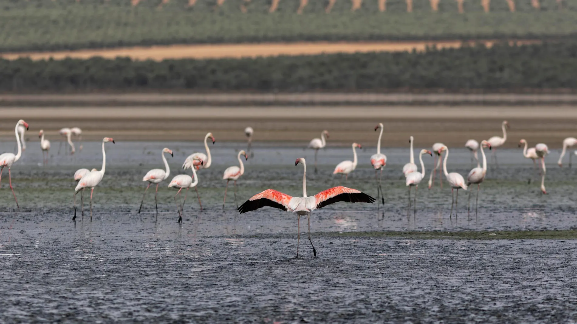 La sequía impide por segundo año que los flamencos de Fuente de Piedra (Málaga) críen