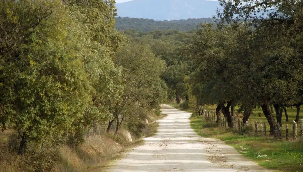 Camino de la Piedra Gorda, en la Sierra de Cardeña y Montoro, en la provincia de Córdoba