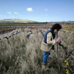 Un hallazgo científico permite mejorar el aroma del vino