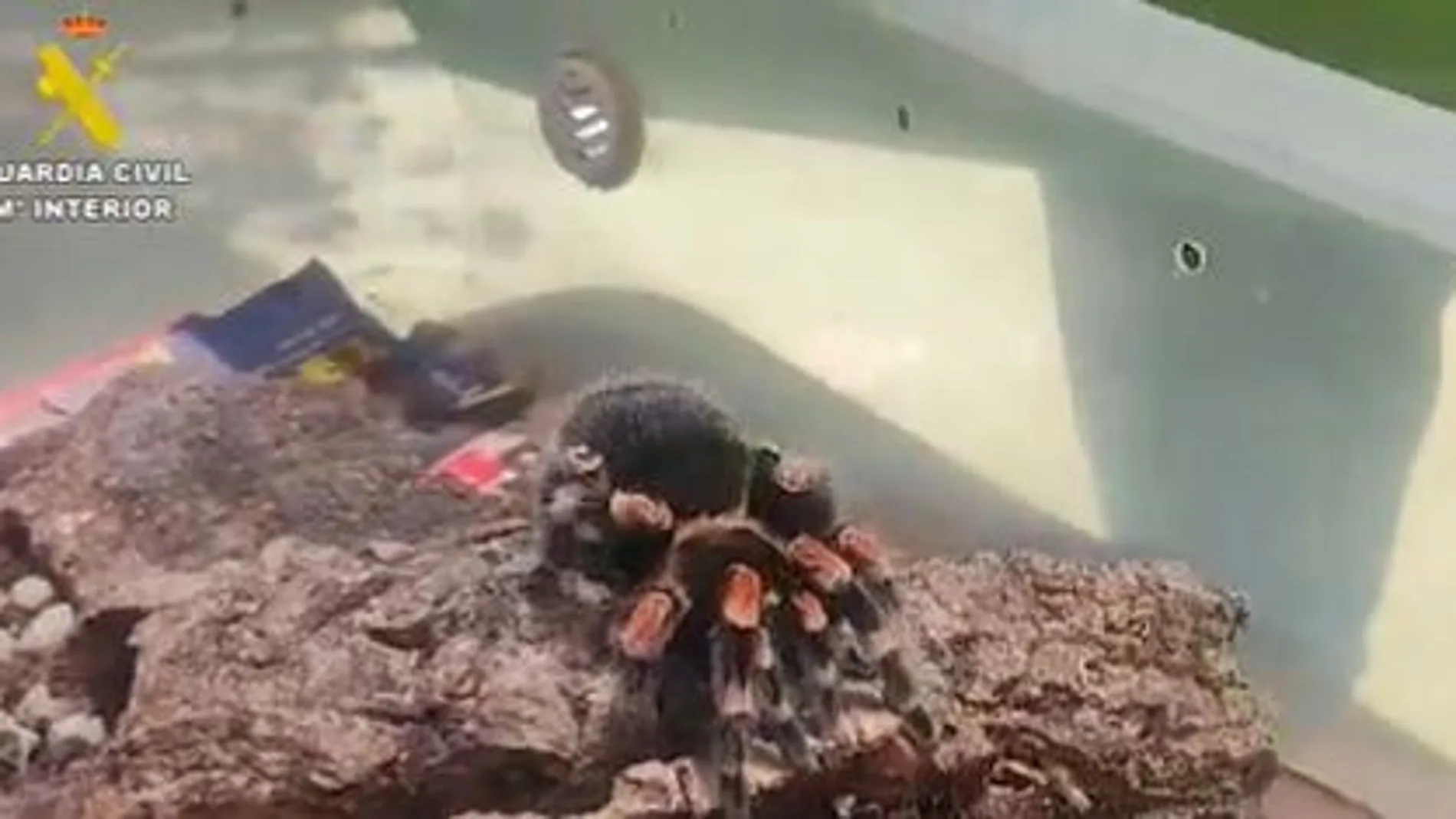 Tarantula incautada por La Guardia Civil