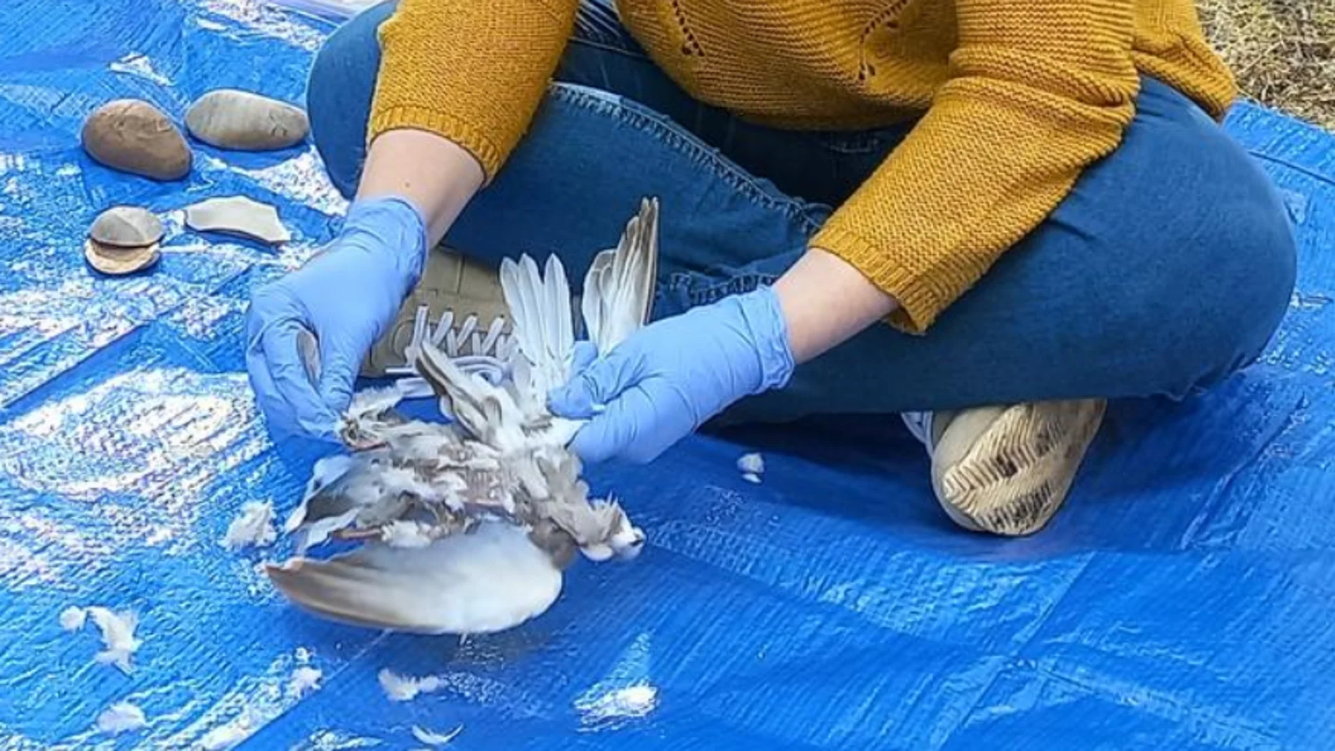 Un científico despluma una de las aves. Imagen de la Dra. Mariana Nabais.