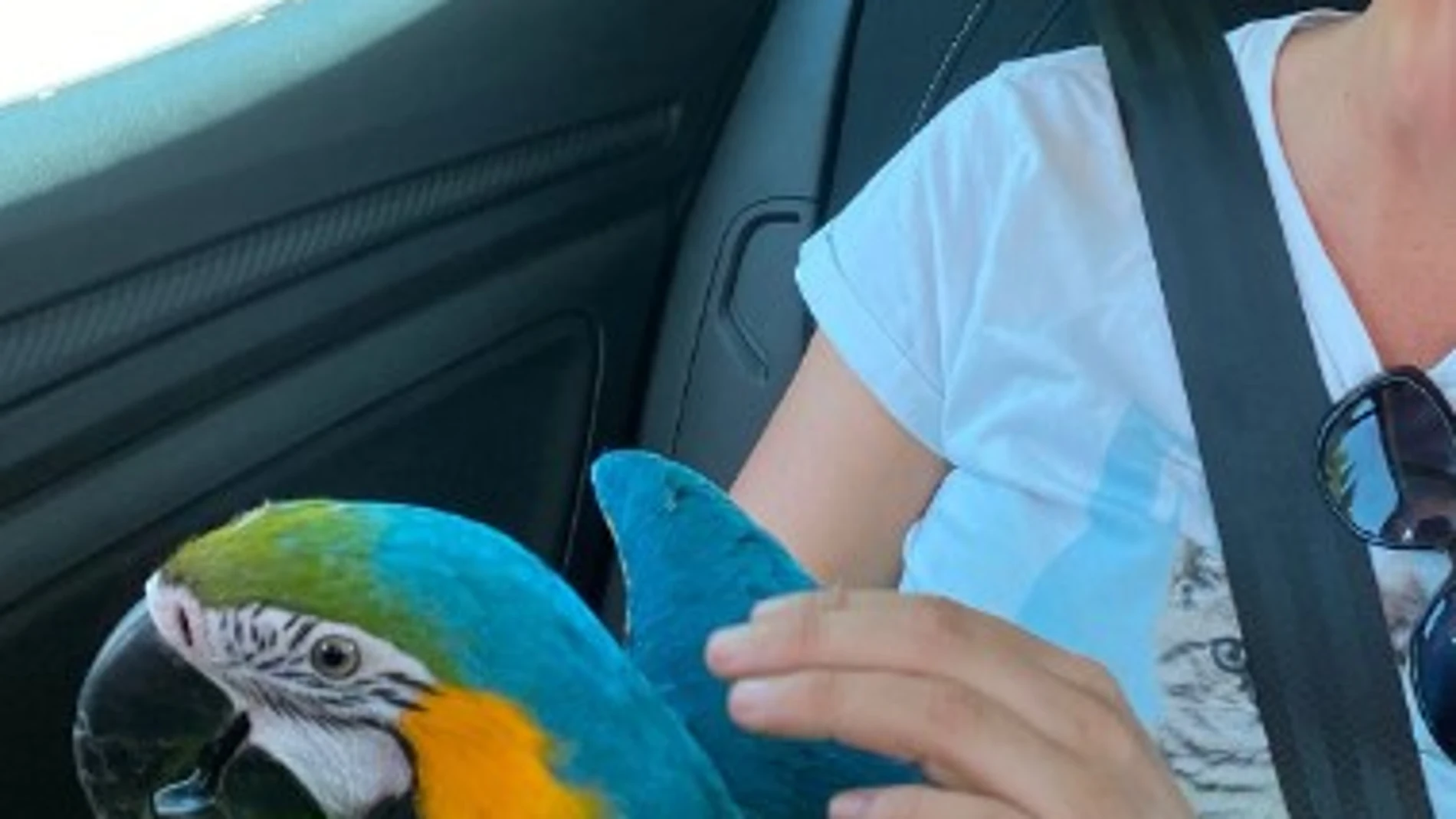 El guacamayo, una vez recuperado