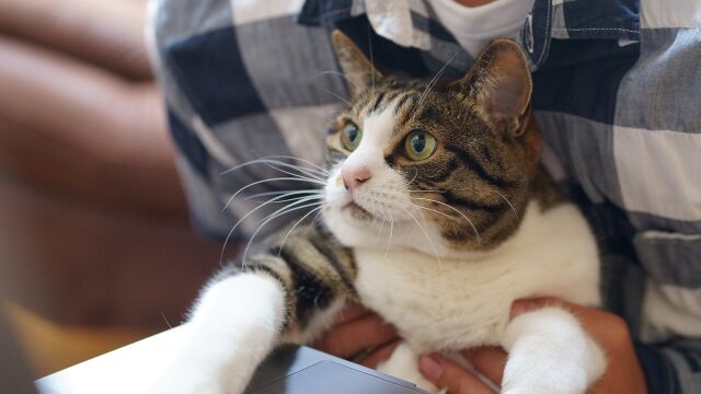 Por ahora la opción no entiende el lenguaje de los gatos... por ahora.