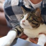 Por ahora la opción no entiende el lenguaje de los gatos... por ahora.