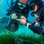 Cientos de buceadores voluntarios monitorizan los mares para la ciencia